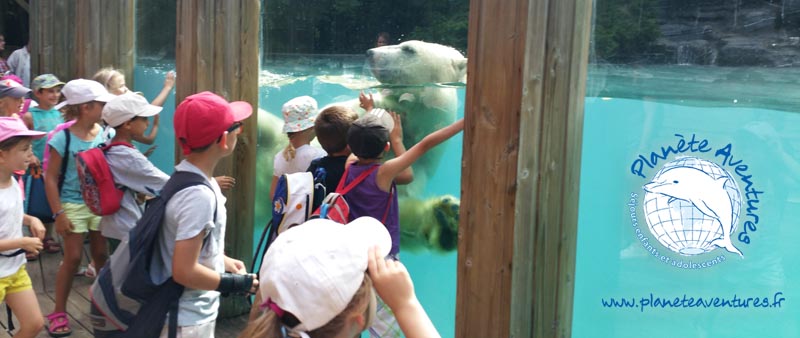 L'ours polaire au zoo La Fleche