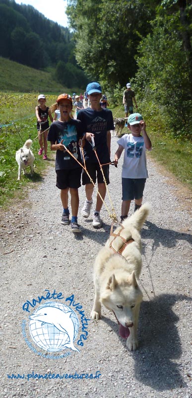 Colo cani-rando, ce sont des randonnées tractées par des chiens