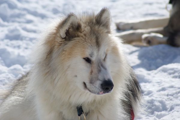 Odyssée du Grand Nord